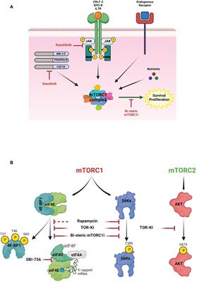 Novel pharmacological and dietary approaches to target mTOR in B-cell acute lymphoblastic leukemia